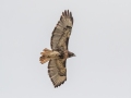 Red-tailed Hawk (abieticola) - Tennessee NWR--Swamp Creek Rd., Henry, County, Nov 3, 3031