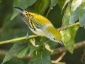 Chestnut-sided Warbler, Lake Barkley WMA, Stewart County, Sept 28, 2021