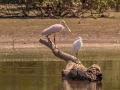 Roseate Spoonbill with juvenile Little Blue Heron - Yellow Creek Boat Ramp, Montgomery County, Sept 3, 2021