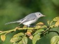 Blue-gray Gnatcatcher- Lake Barkley WMA,, Stewart County, Sept 16, 2021