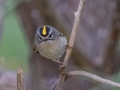 Golden-crowned Kinglet - Bumpus Mills Rd and River Rd, Stewart County, Oct 18, 2021