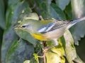 Northern Parula - Lake Barkley WMA, Stewart County, Sept 27, 2021