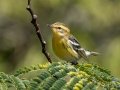 Blackburnian Warbler, Lake Barkley WMA, Stewart County, Sept 23, 2021