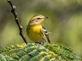 Blackburnian Warbler, Lake Barkley WMA, Stewart County, Sept 23, 2021