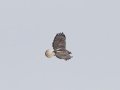 Red-tailed Hawk  - Tennessee NWR--Swamp Creek Rd., Henry, County, Nov 3, 3031