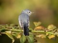Blue-gray Gnatcatcher- Lake Barkley WMA,, Stewart County, Sept 16, 2021