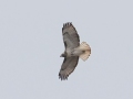 Red-tailed Hawk  - Tennessee NWR--Swamp Creek Rd., Henry, County, Nov 3, 3031