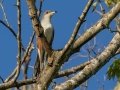 Yellow-billed Cuckoo - Lake Barkley WMA,, Stewart County, Sept 16, 2021