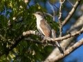 Yellow-billed Cuckoo - Lake Barkley WMA,, Stewart County, Sept 16, 2021