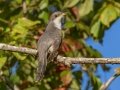 Yellow-billed Cuckoo - Lake Barkley WMA,, Stewart County, Sept 16, 2021