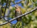 Rose-breasted Grosbeak - Lake Barkley WMA, Stewart County, Sept 23, 2021
