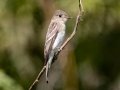 Eastern Wood-Pewee - Lake Barkley WMA, Stewart County, Sept 23, 2021