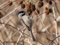 Carolina Chickadee - Bumpus Mills Rd and River Rd, Stewart County, Nov 4, 2021