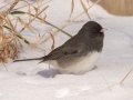 Dark-eyed Junco (Slate-colored) - Dunbar Cave SP, Clarksville, Montgomery County, February 19, 2021