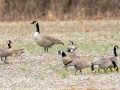 Cackling Geese - Tennessee NWR Duck River Unit - Duck River--Kentucky Lake, Humphreys County, January 30, 2021