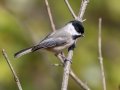 Carolina Chickadee -  Dyer Creek Boat Dock Rd, Dover, Stewart County, Nov 4, 2021