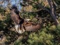 Bald Eagle (nesting pair) - Fort Donelson National Battlefield, Stewart County, March 28, 2021