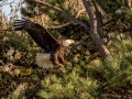 Bald Eagle (nesting pair) - Fort Donelson National Battlefield, Stewart County, March 28, 2021