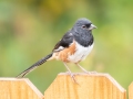Eastern Towhee (male) - Montgomery County Yard Bird, October 10, 2020