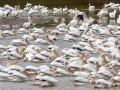 American White Pelicans -Dyer Creek Boat Dock Rd, Dover, Stewart County, Oct 23, 2021