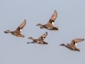 Gadwall - Cross Creeks NWR, Stewart County, Nov 4, 2021