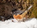 Eastern Towhee (male) - Dunbar Cave SP, Clarksville, Montgomery County, February 19, 2021