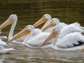 American White Pelicans -Dyer Creek Boat Dock Rd, Dover, Stewart County, Oct 23, 2021