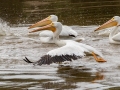 American White Pelicans -Dyer Creek Boat Dock Rd, Dover, Stewart County, Oct 23, 2021