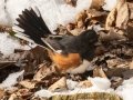 Eastern Towhee (male) - Dunbar Cave SP, Clarksville, Montgomery County, February 19, 2021