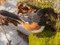 Eastern Towhee (male) - Dunbar Cave SP, Clarksville, Montgomery County, February 19, 2021