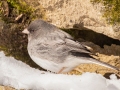Dark-eyed Junco (Slate-colored) - Dunbar Cave SP, Clarksville, Montgomery County, February 19, 2021