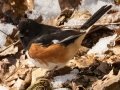 Eastern Towhee (male) - Dunbar Cave SP, Clarksville, Montgomery County, February 19, 2021