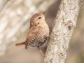 Winter Wren - Dunbar Cave SP, Clarksville, Montgomery County, February 19, 2021