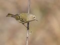 Ruby-crowned Kinglet - Bells Bend Park, Davidson County, Nov 5, 2021