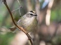 Golden-crowned Kinglet - Bells Bend Park, Davidson County, Nov 5, 2021