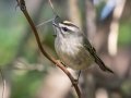 Golden-crowned Kinglet - Bells Bend Park, Davidson County, Nov 5, 2021