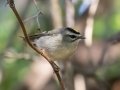 Golden-crowned Kinglet - Bells Bend Park, Davidson County, Nov 5, 2021