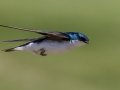 Tree Swallow - Harpeth River State Park - Hidden Lake, Davidson County, May 20, 2021