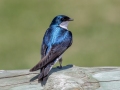Tree Swallow - Harpeth River State Park - Hidden Lake, Davidson County, May 20, 2021