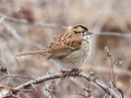 White-throated Sparrow - Camden WMA, Benton County, January 30, 2021