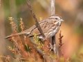 Song Sparrow - Cross Creeks NWR--Pool 2/ABC, Stewart County, Nov 6, 2021