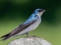 Tree Swallow - Harpeth River State Park - Hidden Lake, Davidson County, May 20, 2021
