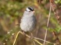 White-crowned Sparrow - Cross Creeks NWR--Pool 2/ABC, Stewart County, Nov 6, 2021