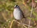 White-crowned Sparrow - Cross Creeks NWR--Pool 2/ABC, Stewart County, Nov 6, 2021