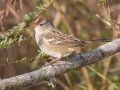 White-crowned Sparrow - Cross Creeks NWR--Pool 2/ABC, Stewart County, Nov 6, 2021