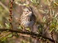 Lincoln's Sparrow - Cross Creeks NWR--Pool 2/ABC, Stewart County, Nov 6, 2021