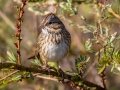 Lincoln's Sparrow - Cross Creeks NWR--Pool 2/ABC, Stewart County, Nov 6, 2021