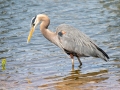 Great Blue Heron - Paris Landing State Park, Henry County, March 28, 2021