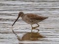 Long-billed Dowitcher - Cross Creeks WMA, Pool 4, Stewart County, Oct 23, 2021