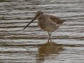 Long-billed Dowitcher - Cross Creeks WMA, Pool 4, Stewart County, Oct 23, 2021
